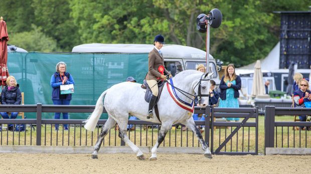 Royal Windsor amateur cobs