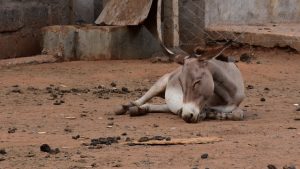 The illegal trade of donkey skins has been highlighted in a new report