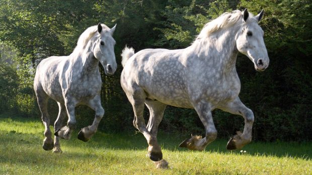 Two Percheron horses