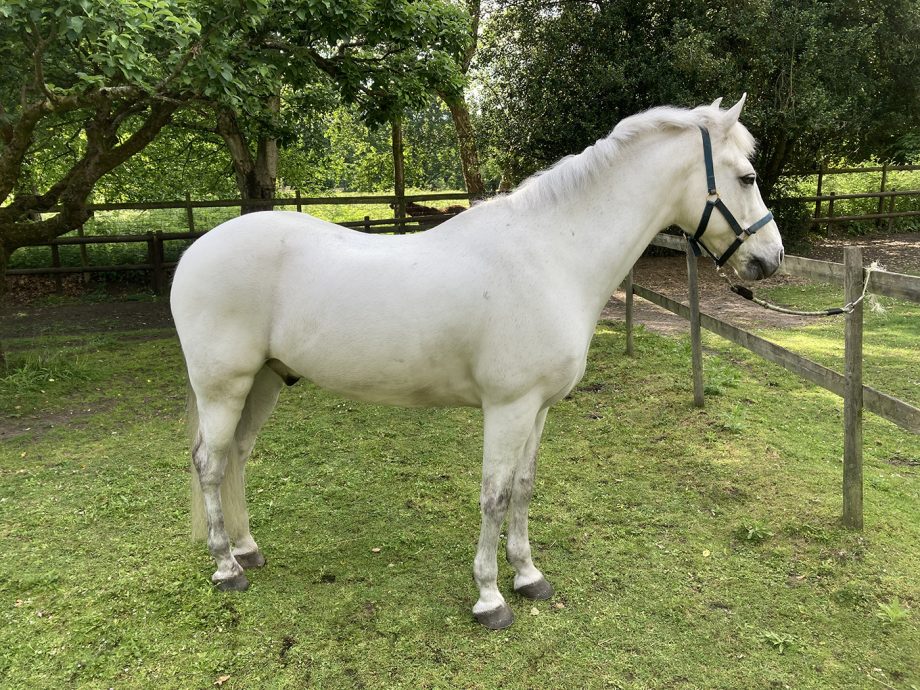 After bathing with Blue Snow Shampoo