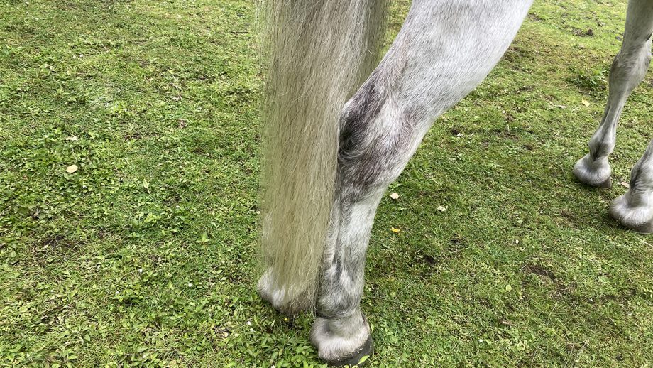 After using Blue Snow Shampoo on the tail