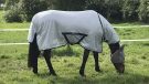 Bucas freedom fly rug