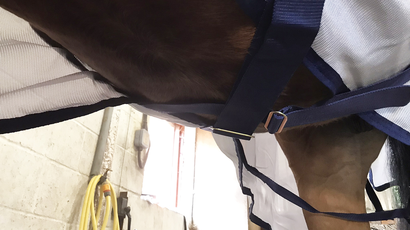Bucas Freedom Fly rug belly