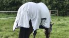 Bucas Freedom Fly rug tail flap
