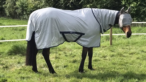 Bucas Freedom Fly rug