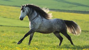 Andalusian horse