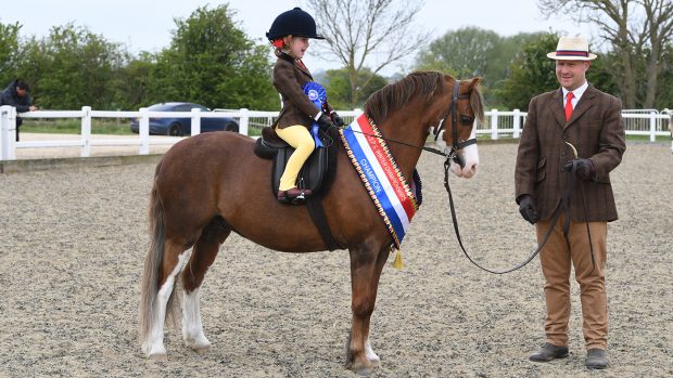 Clearfell Bumble Bee enjoying success at the BSPS Winter Championships.