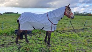 Hy DefenceX System Airflow Detachable Fly Rug from side