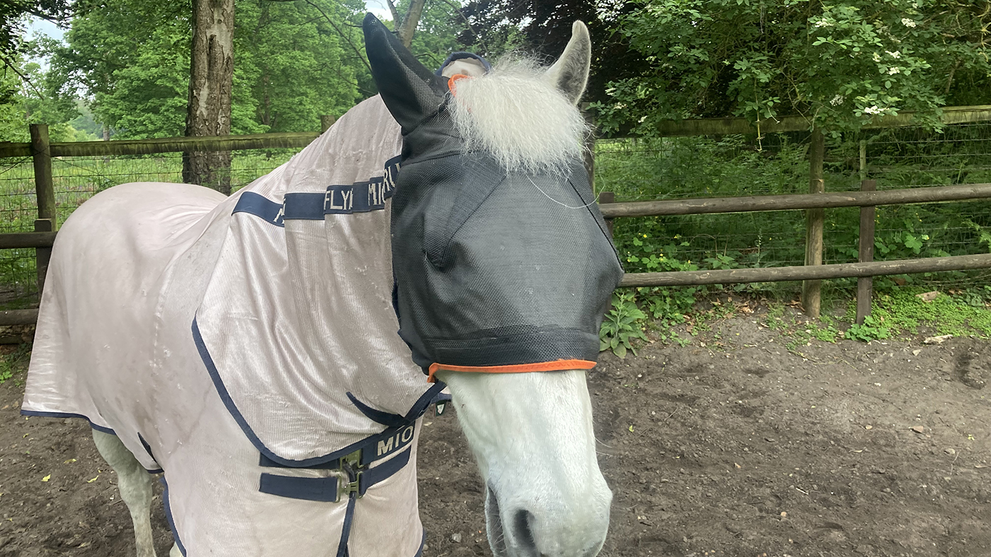 Equilibrium fly mask with ear out