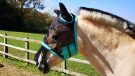 Hy Equestrian Mesh Half Mask from side