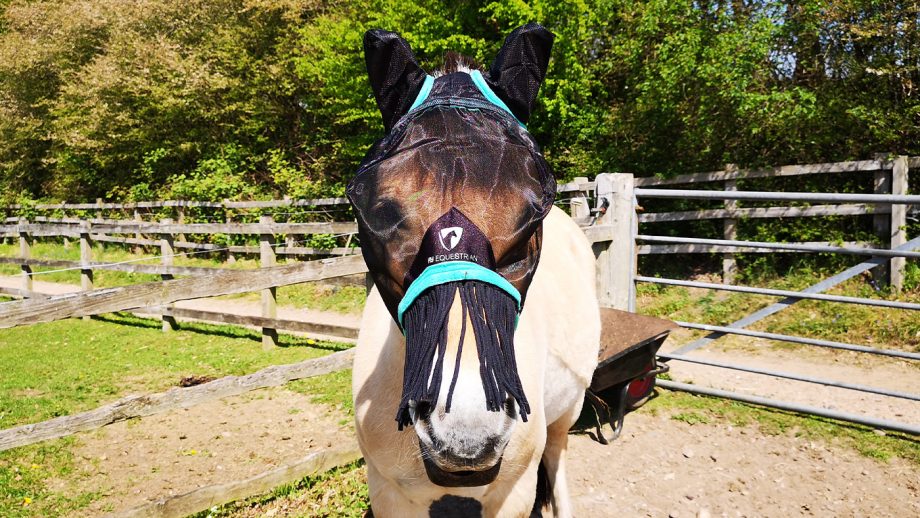 Hy Equestrian Mesh Half Mask from front