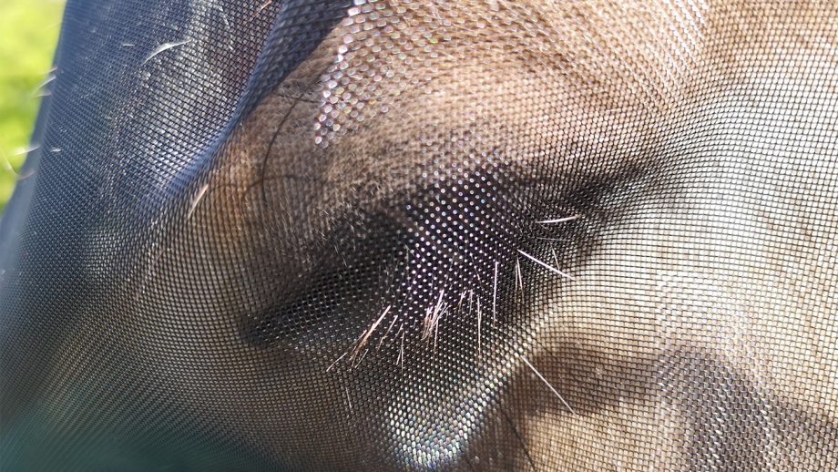 Hy Equestrian Mesh Half Mask mesh close up