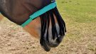 Hy Equestrian Mesh Half Mask nose fringe