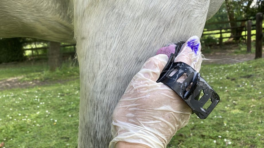 Using Blue Snow Shampoo on the leg