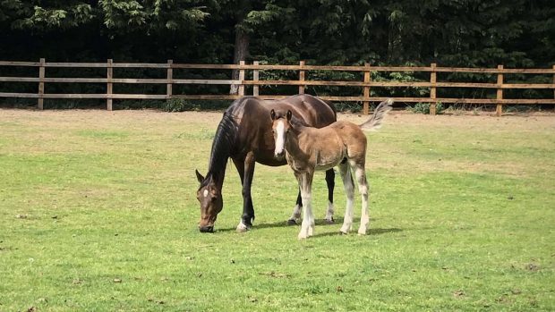 The foal pictured with his mother who survived after being struck by a car while pregnant