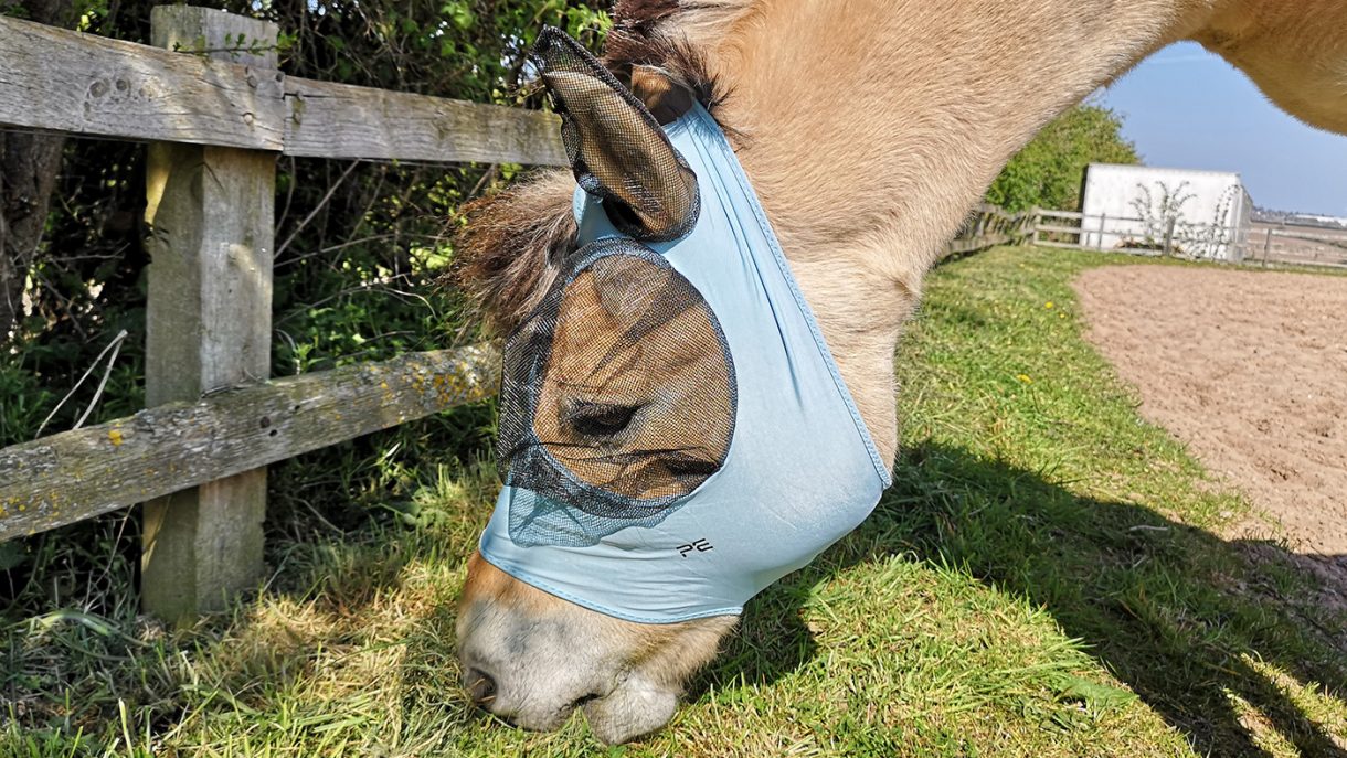 Best fly masks for horses in a range of designs Horse & Hound