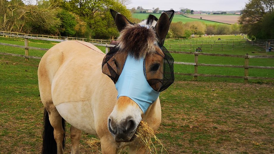 Premier Equine Comfort Tech Lycra Fly Mask from front