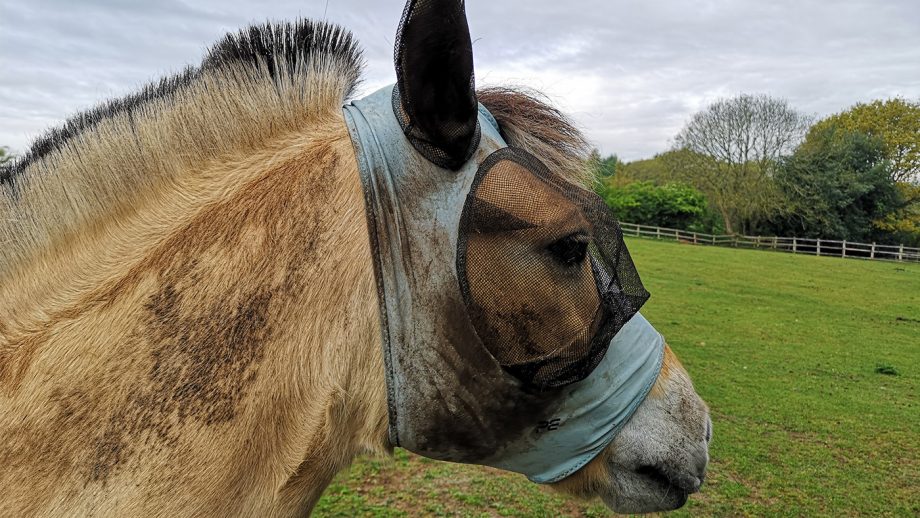 Premier Equine Comfort Tech Lycra Fly Mask dirty