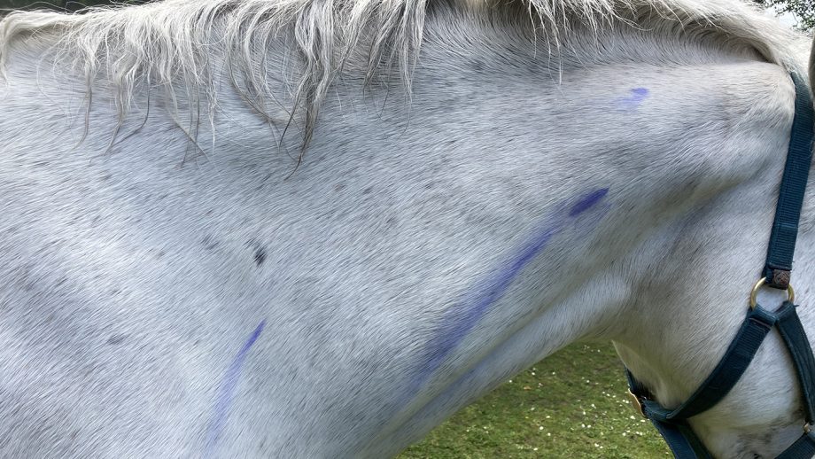 Purple streaks of Blue Snow Shampoo