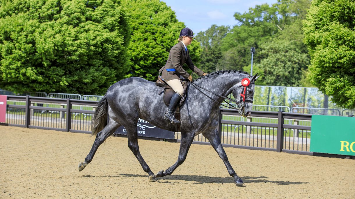 HOYS-winning young rider provides former show pony with a new career in ...