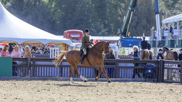 royal windsor small hunters