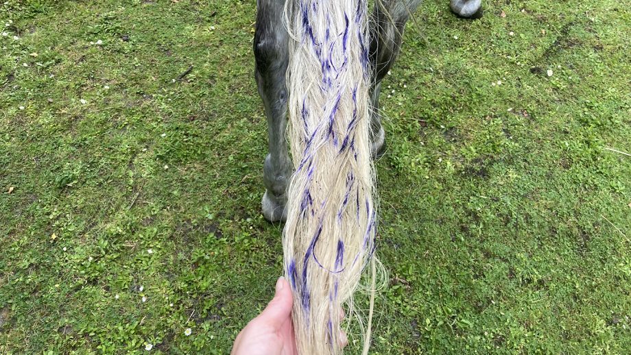 Using Blue Snow Shampoo on the tail