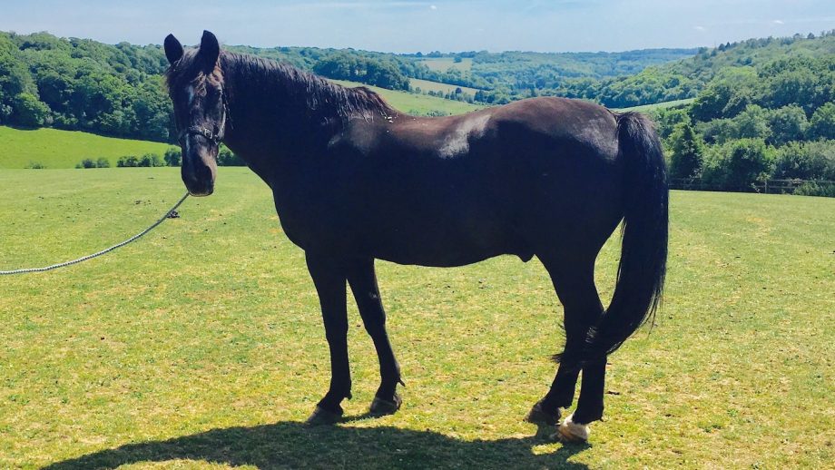 The longest serving Household Cavalry horse Viscount has died aged 30