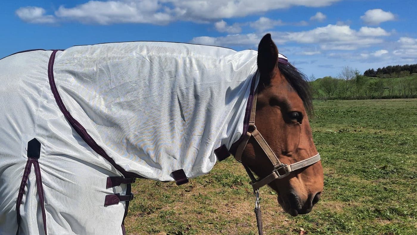 WeatherBeeta ComFiTec fly rug neck cover
