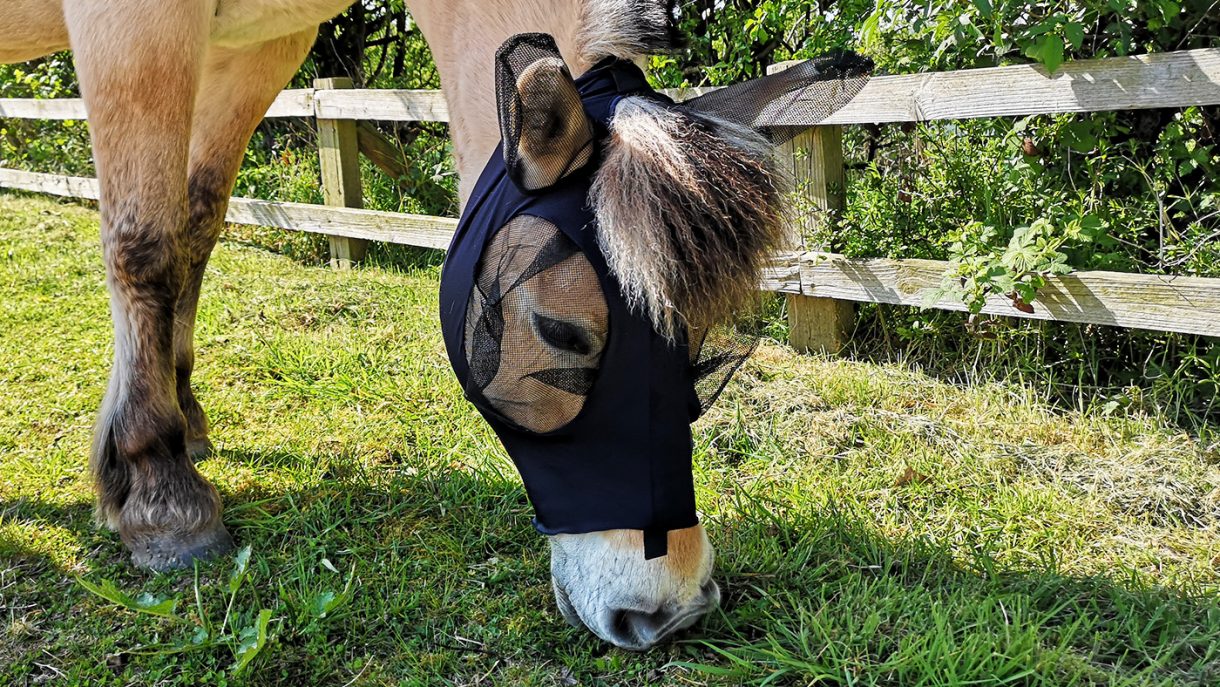 Best fly masks for horses in a range of designs Horse & Hound