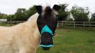 WeatherBeeta ComFiTec fly mask from front