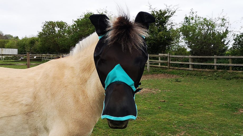 WeatherBeeta ComFiTec fly mask from front
