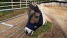 WeatherBeeta Lcyra fly mask with one ear off