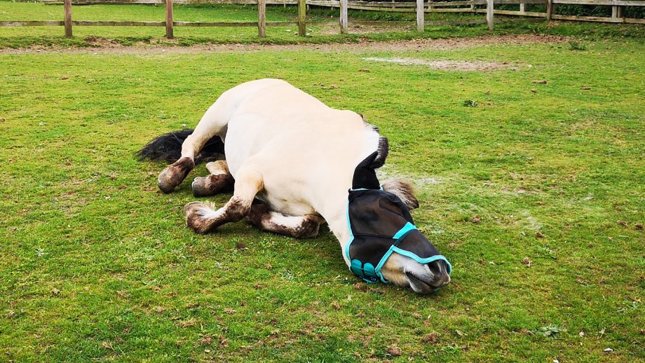 Horse trying to remove WeatherBeeta ComFiTec fly mask