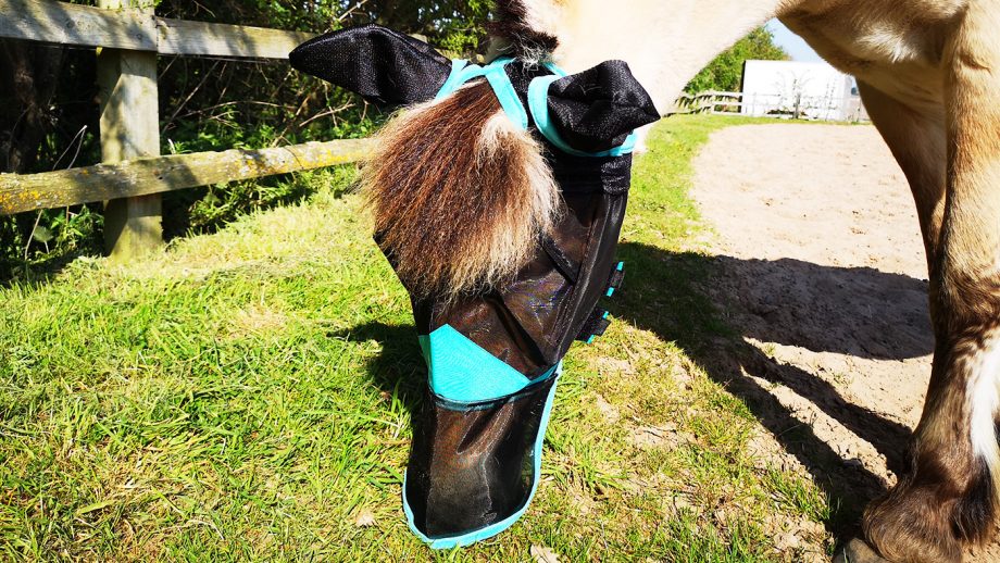 WeatherBeeta ComFiTec fly mask from side