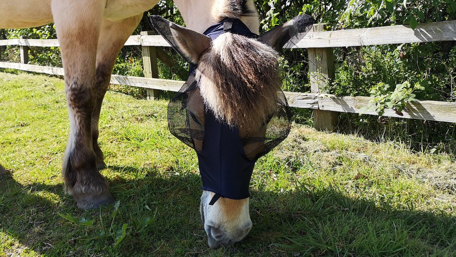 WeatherBeeta Lcyra fly mask from front