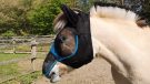 Woof Wear UV Fly Mask side on