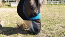 Woof Wear UV Fly Mask grazing