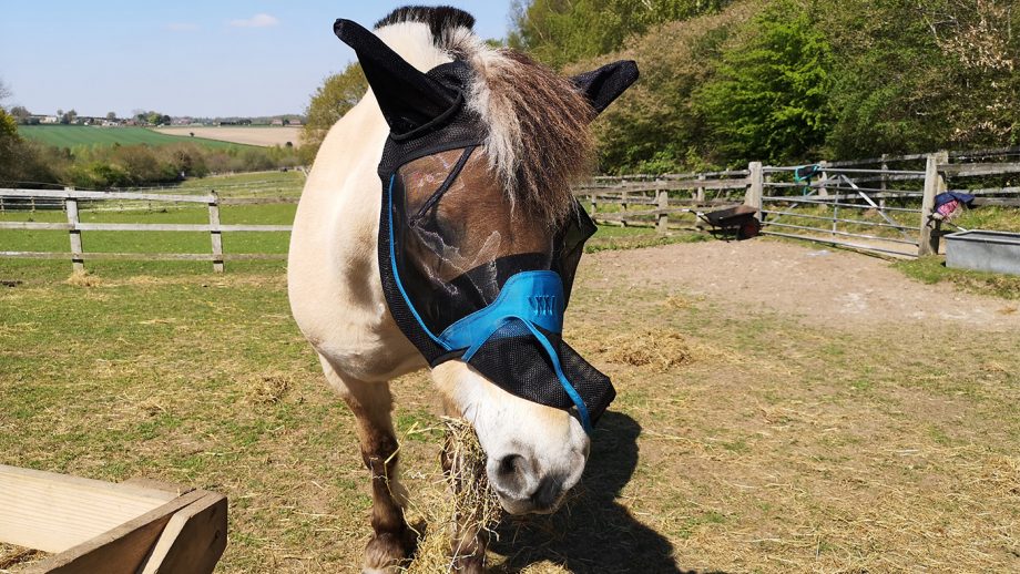 Woof Wear UV Fly Mask bent nose