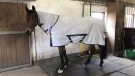 Bucas Freedom Fly rug