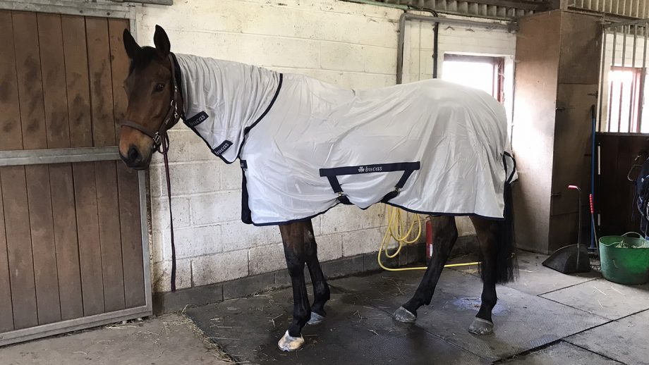 Bucas Freedom Fly rug