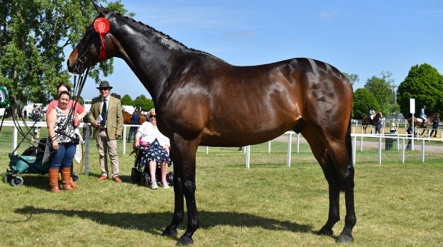 Royal Windsor RoR in-hand