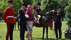 royal windsor mini show pony
