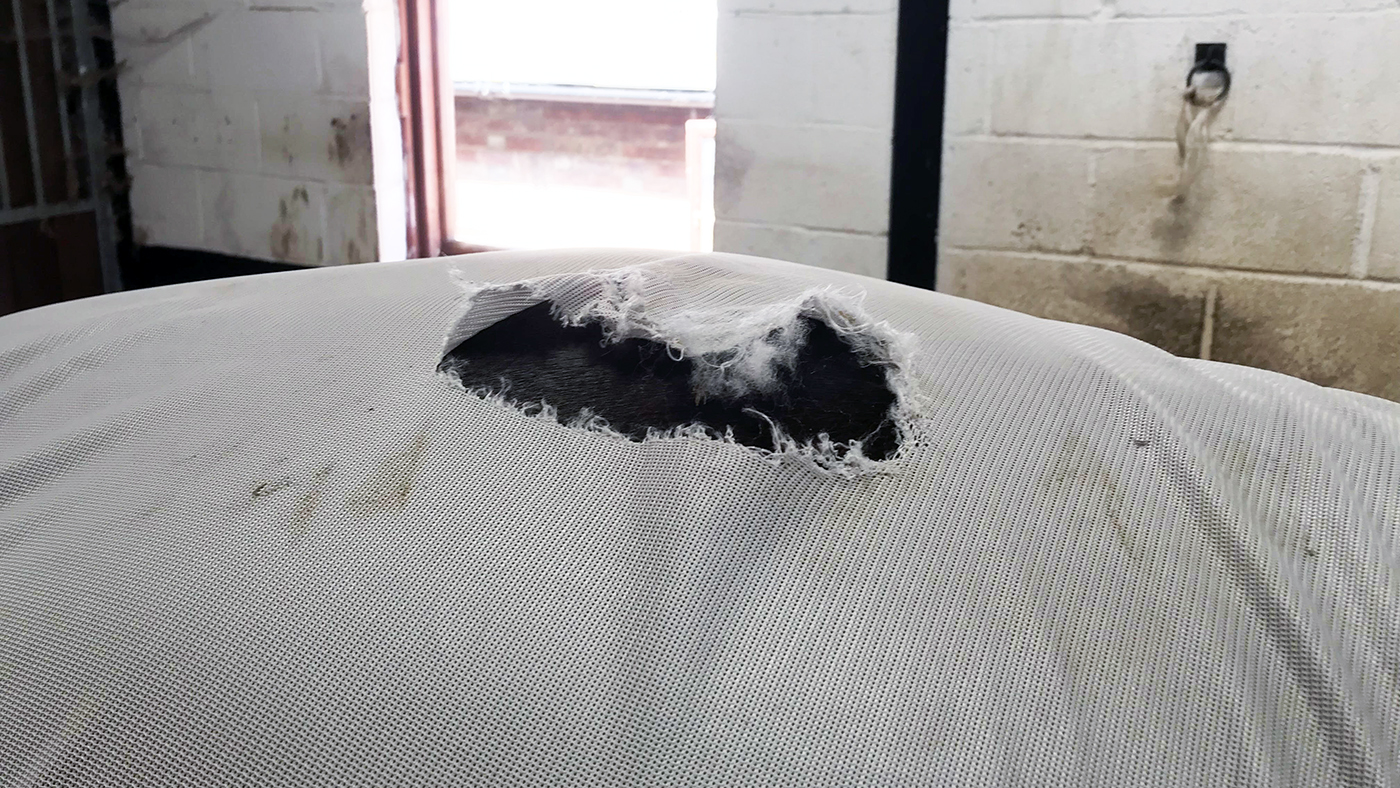 Bucas fly rug showing damage on the hind quarters