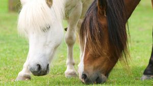 Two horses at risk of laminitis grazing