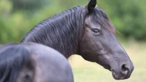 Morgan horse