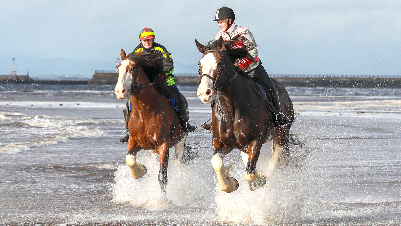 Clydesdale horses galloping on a beach