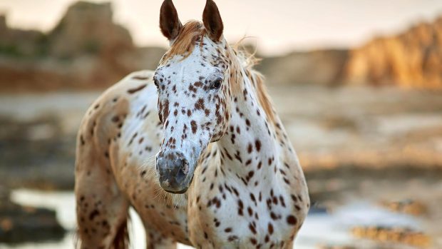 Equestrian features