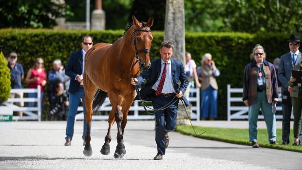 Bramham Horse Trials first trot-up: Atout Coeur Theod was eliminated