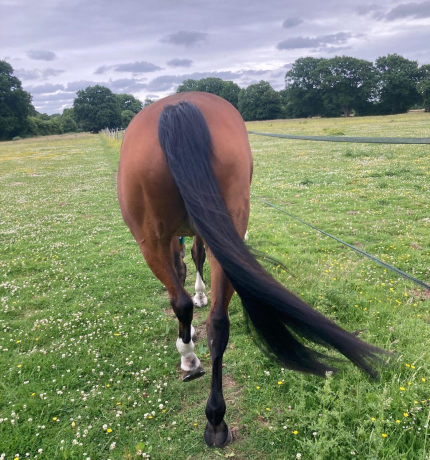 Tail after bathing with Hy Magic Sparkle two-in-one shampoo