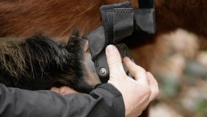 Person putting on hoof boots